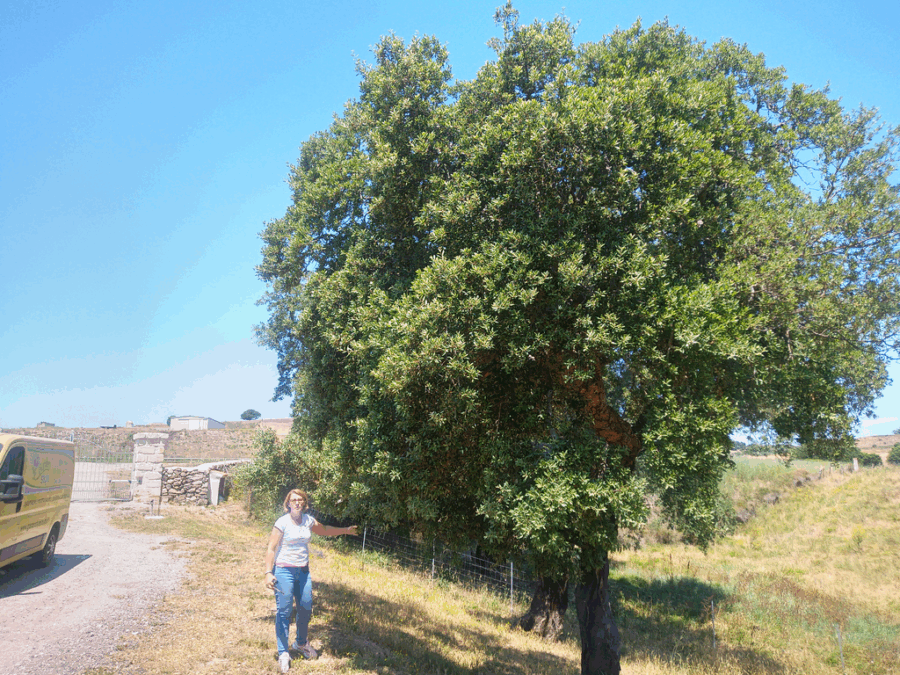 phytophthora delle querce sassari