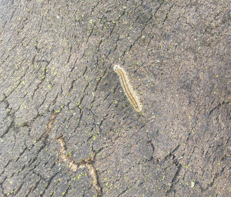 Ifantria americana
