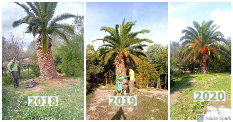 Punteruolo rosso