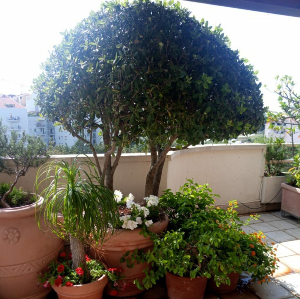 verde su terrazzi e attici