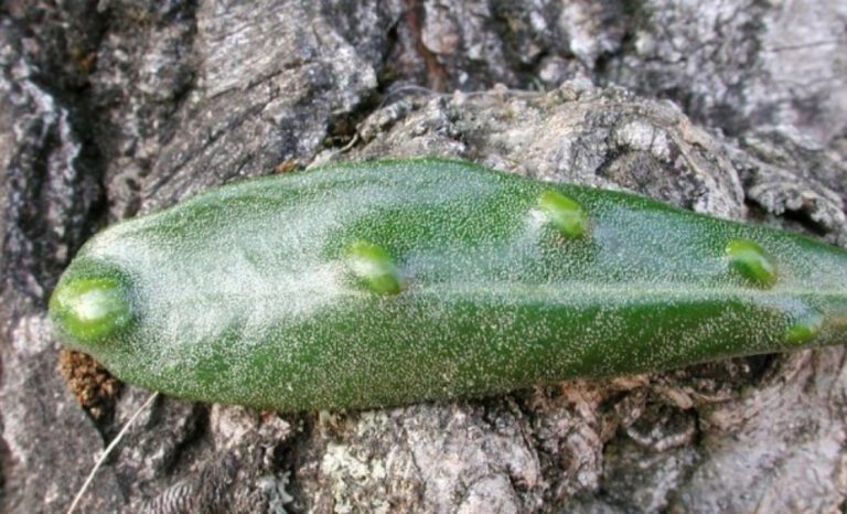 Cecidomia dell'olivo