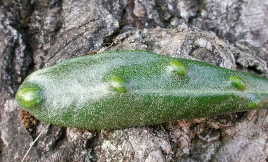 Cecidomia dell'olivo