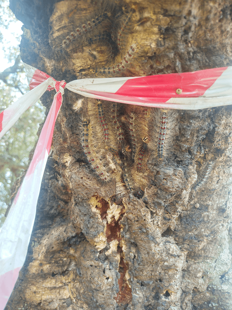 Processionaria delle querce