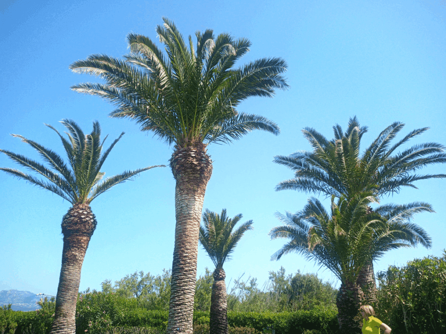 Cura delle Palme Sardegna