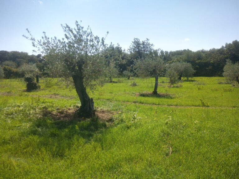 rimozione dei polloni