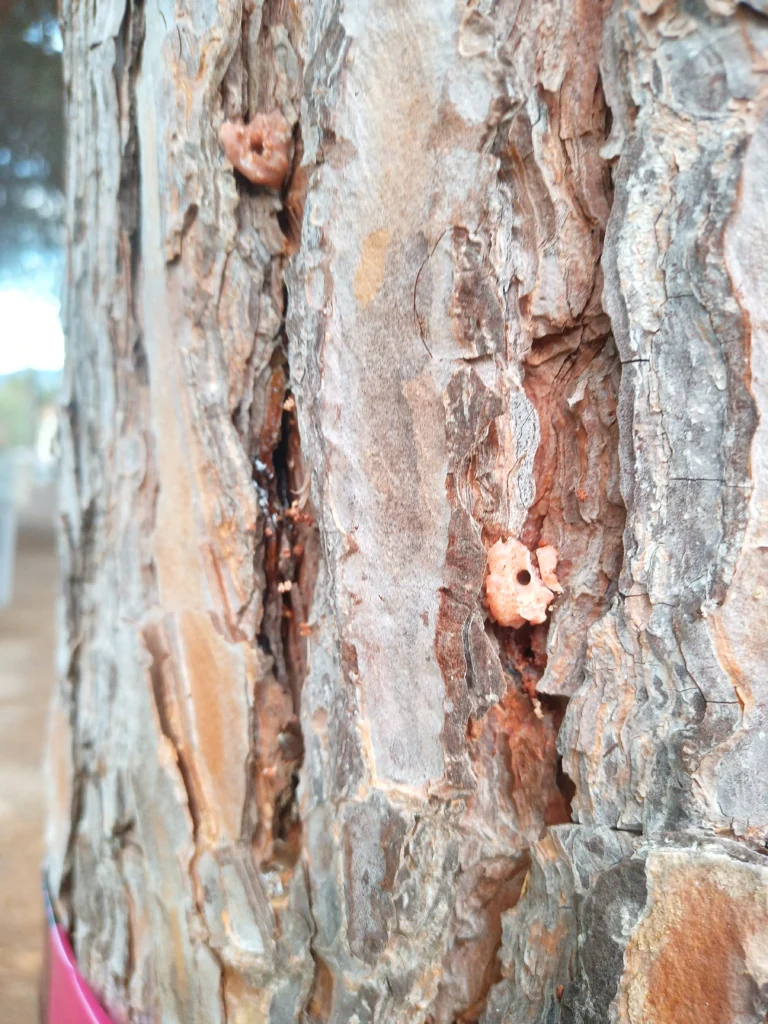 tomicus destruens