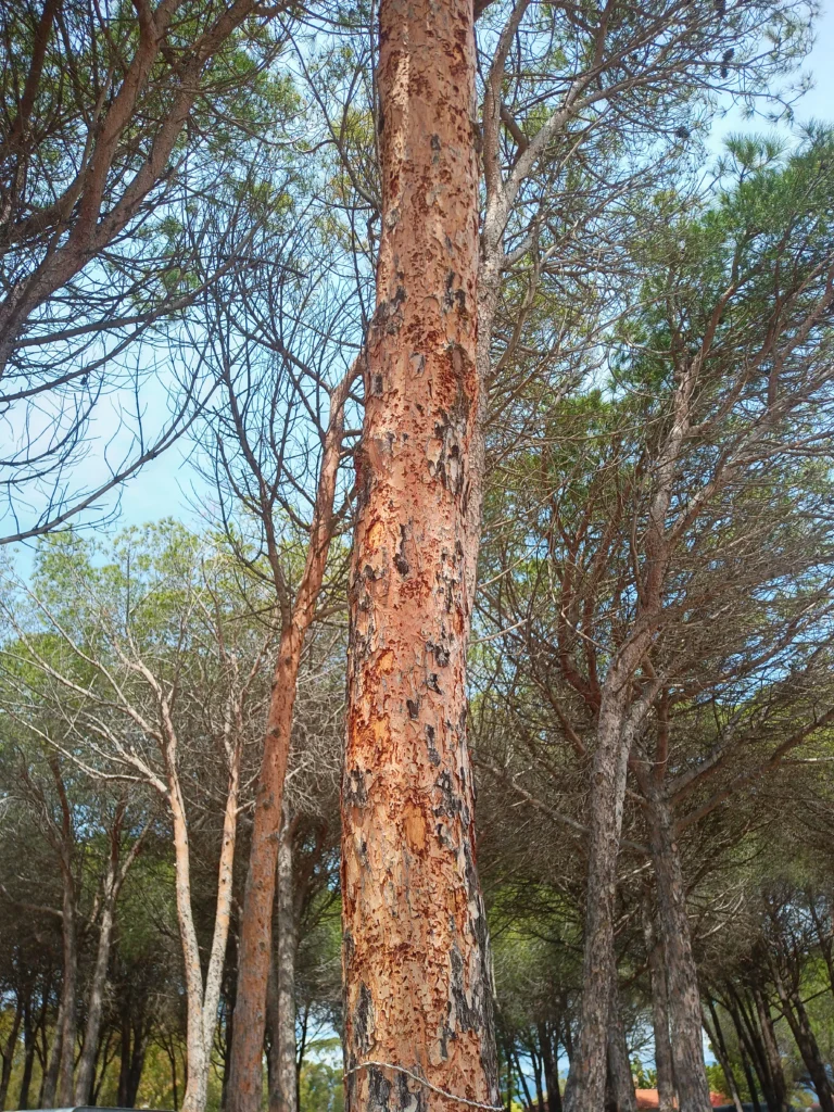 tomicus destruens Nuoro