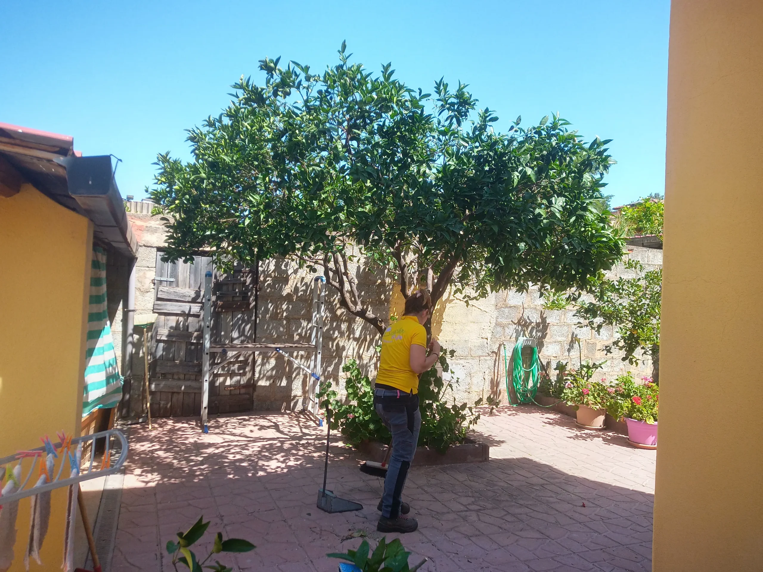 Potatura agrumi sassari