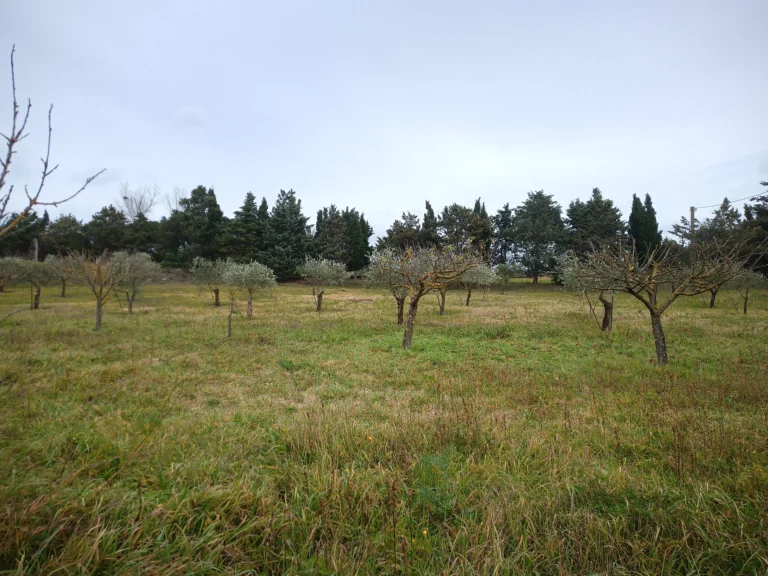 potatura dell'olivo
