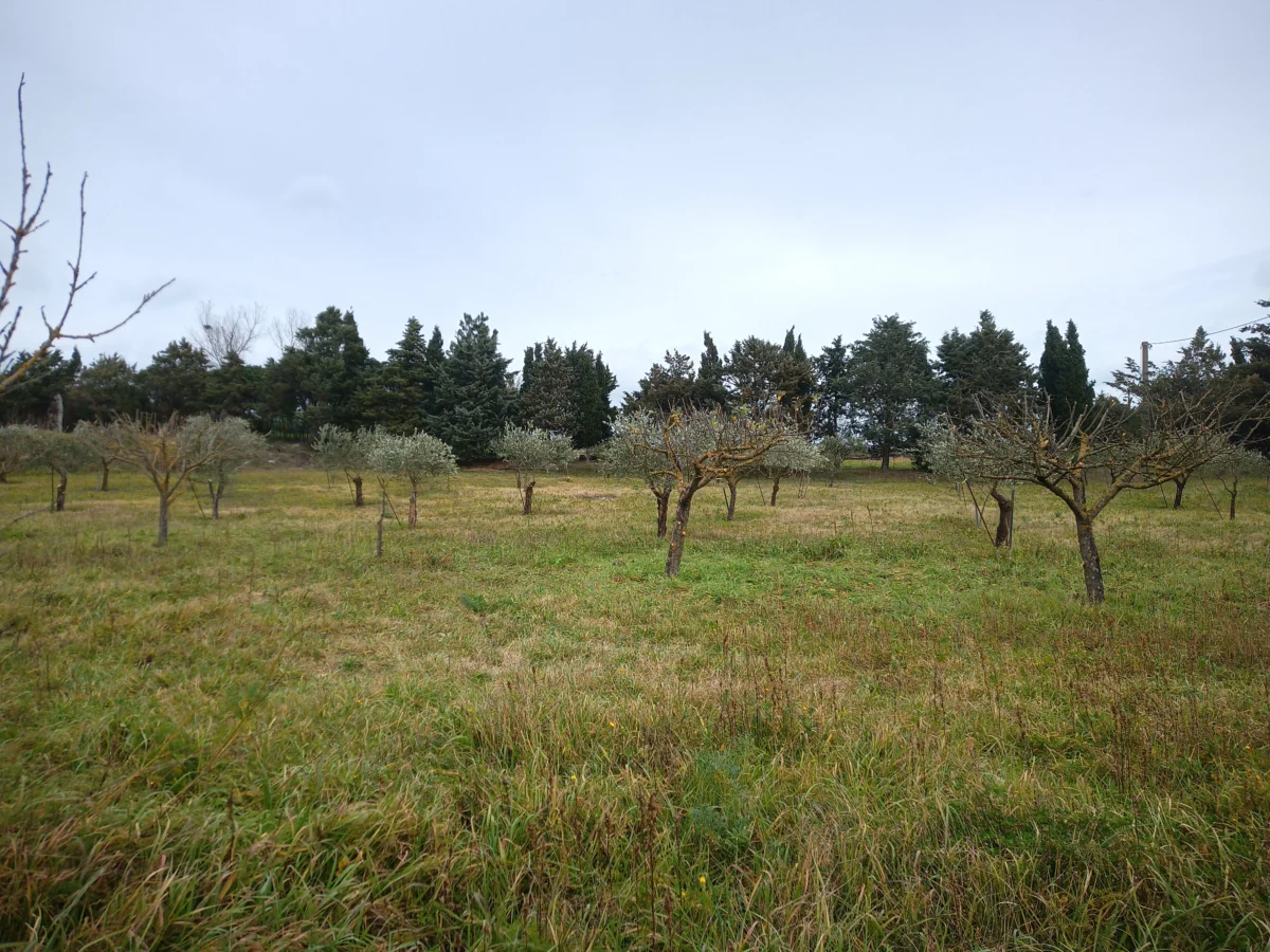 potatura dell'olivo
