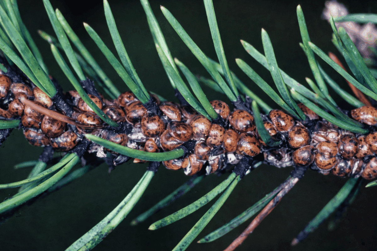 Cocciniglia tartaruga