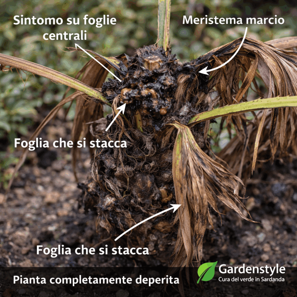 marciume del cuore della palma