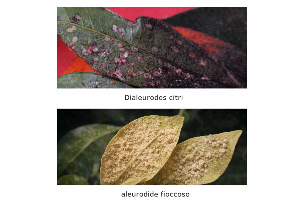 aleurodide degli agrumi