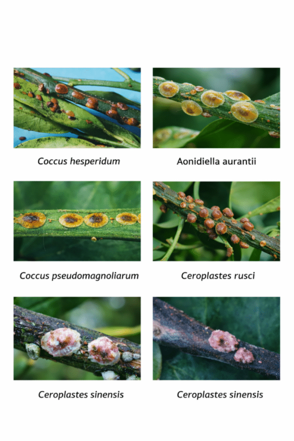 Cocciniglie degli agrumi