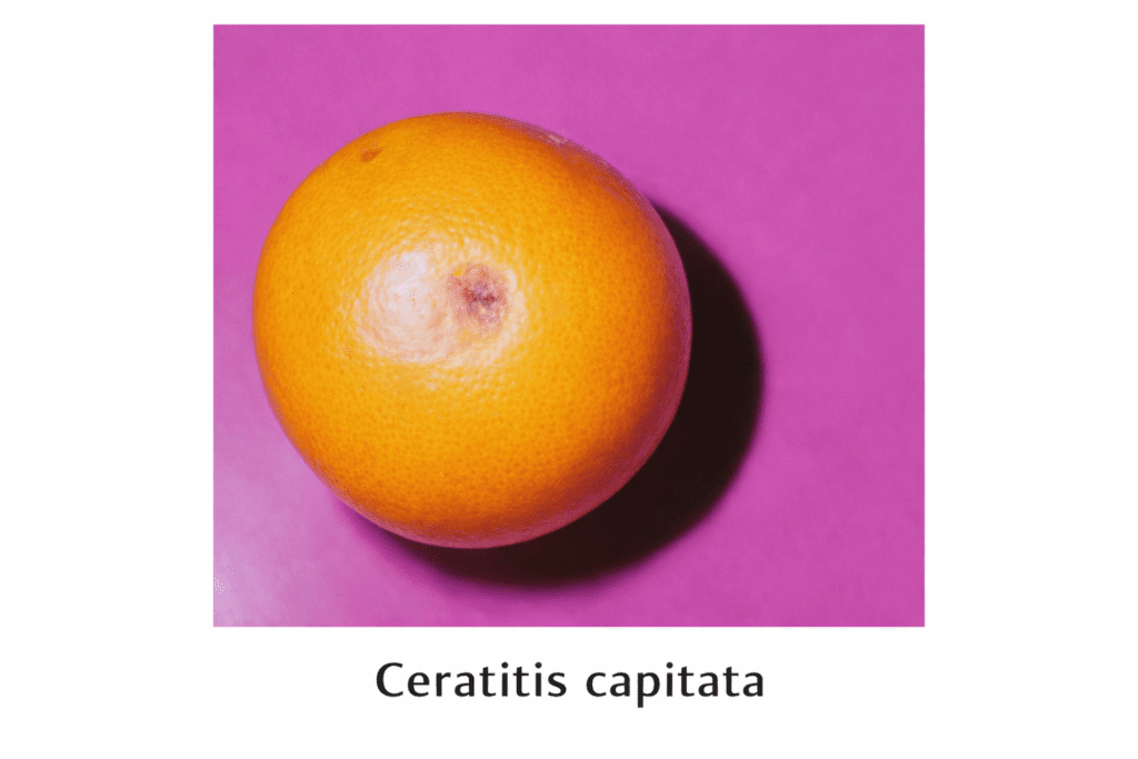 parassiti degli agrumi