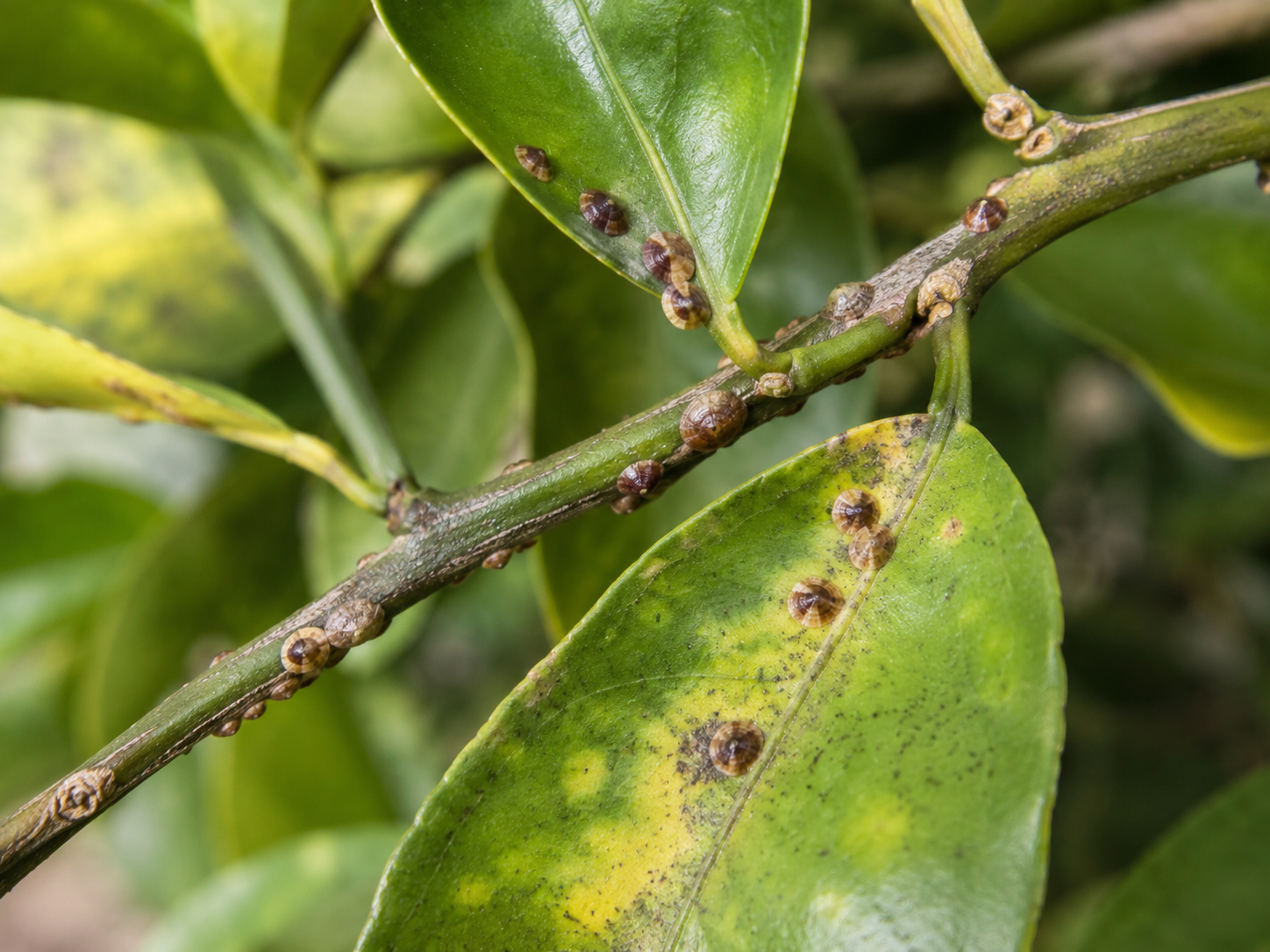 cocciniglia e fumaggine Cocciniglia a scudetto visibile su foglie e rami di una pianta infestata