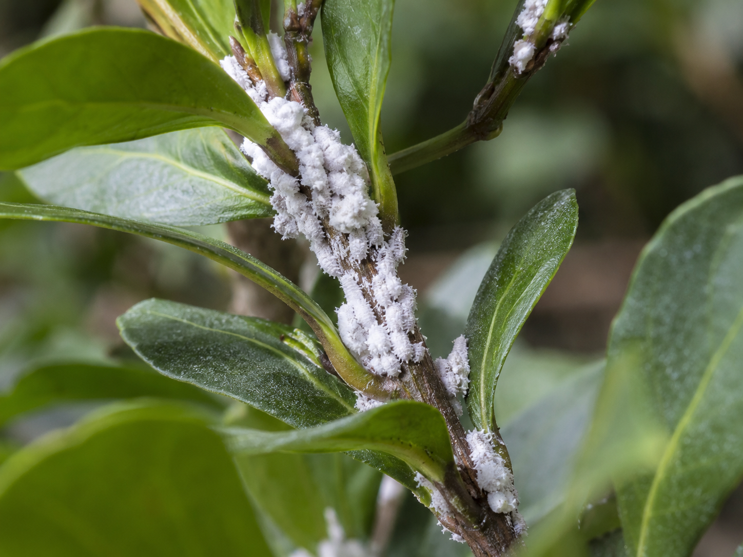 Cocciniglia cotonosa bianca concentrata sui rami e all’inserzione delle foglie