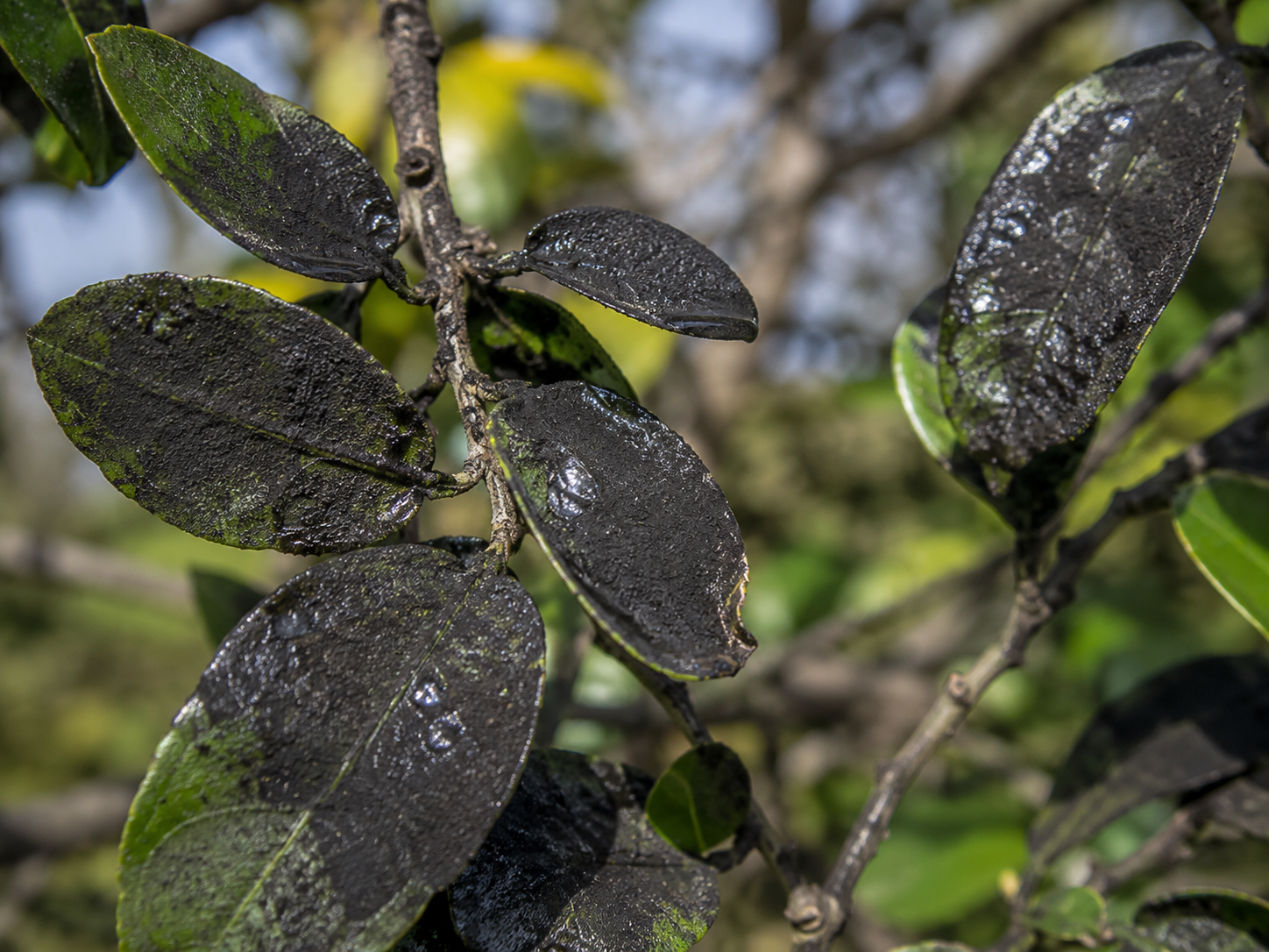 Foglie ricoperte da una spessa patina nera causata dalla fumaggine