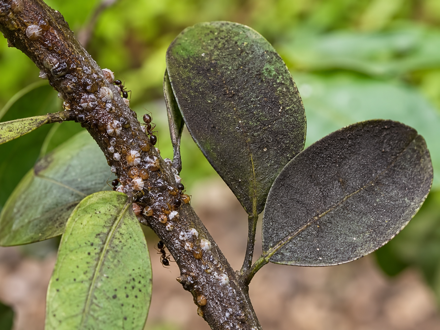 Cocciniglia su un ramo con formiche e foglie annerite dalla fumaggine