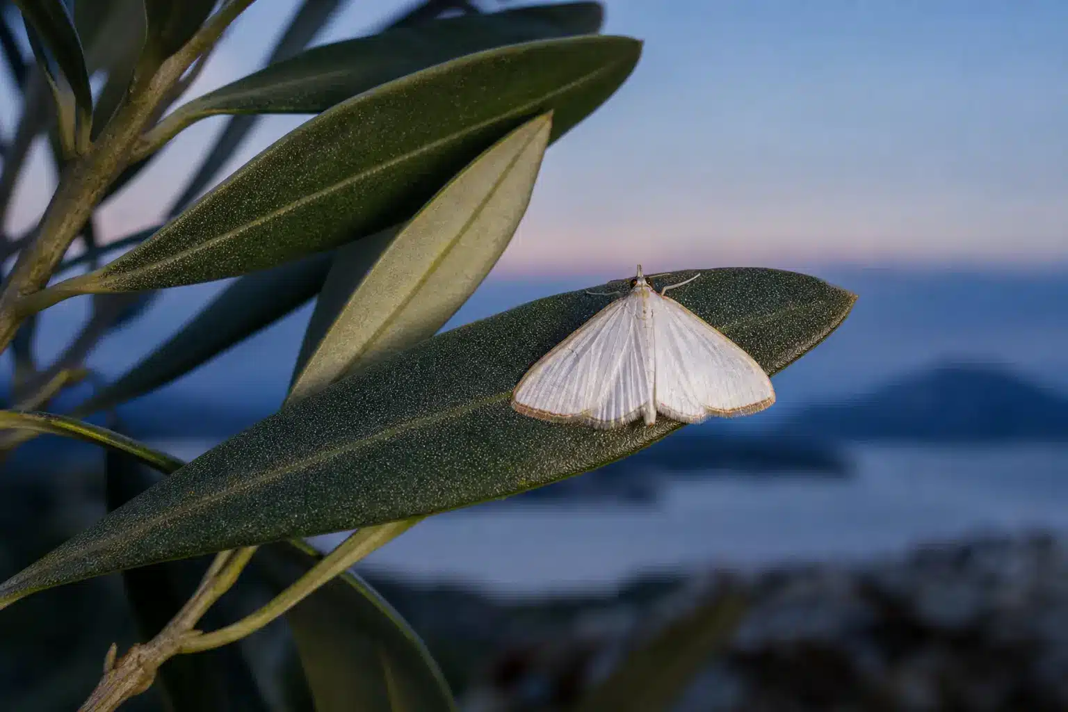 Adulto bianco perlaceo di Palpita unionalis posato su una foglia di olivo