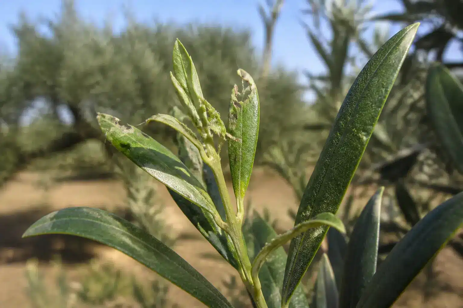 Germoglio giovane di olivo eroso dalla larva di Margaronia