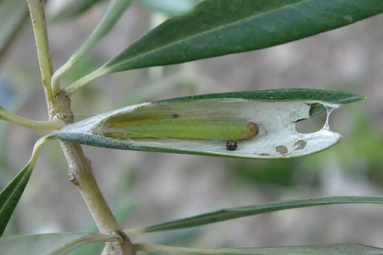 Larva di Margaronia dell’olivo dentro una foglia ripiegata e unita da fili sericei