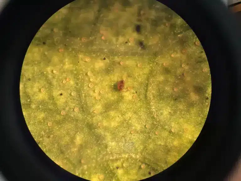 Tetranychus urticae e uova osservati al microscopio sulla superficie di una foglia